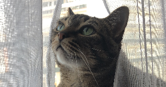 célia pet sitter à PARIS 13 75013_3