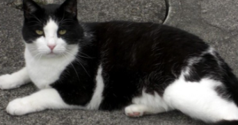 candice pet sitter à NANTES 44000_0