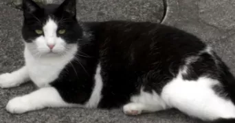 candice pet sitter à NANTES 44000