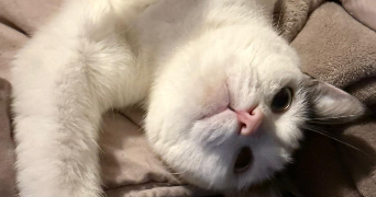 nina pet sitter à ST BREVIN LES PINS 44250_3