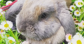 maya pet sitter à PAU 64000_3