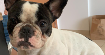 tayna pet sitter à Reims 51000_2