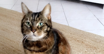 eva pet sitter à MARSEILLE 09 13009_2