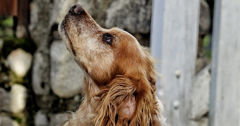 eva pet sitter à BORT LES ORGUES 19110_2