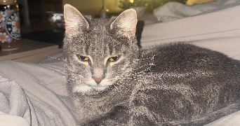 solène pet sitter à ST GILLES 50180_1