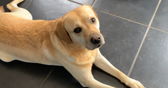 laura pet sitter à DRANCY 93700_5