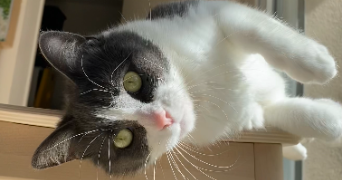 margot pet sitter à ANGERS 49100_1