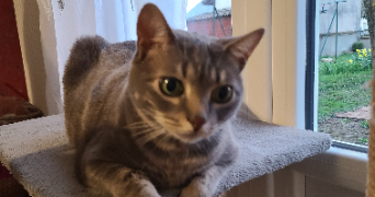 nina pet sitter à MONTPELLIER 34090_2