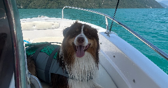 camille pet sitter à HOUILLES 78800_1