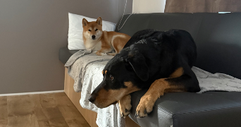 lauryn pet sitter à CHATENOIS LES FORGES 90700_8