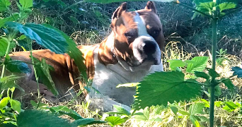 melanie pet sitter à BOBIGNY 93000_1