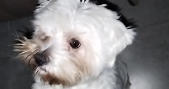ellie pet sitter à MONTFERMEIL 93370_0
