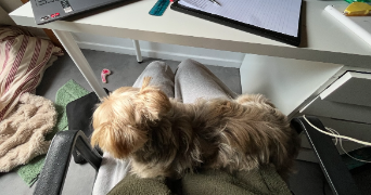 clara pet sitter à L HAY LES ROSES 94240_2