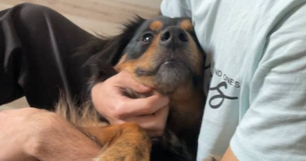 mahan pet sitter à ROUEN 76000_2