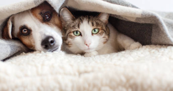 samia pet sitter à LA COURNEUVE 93120_0