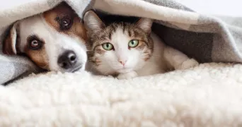 samia pet sitter à LA COURNEUVE 93120