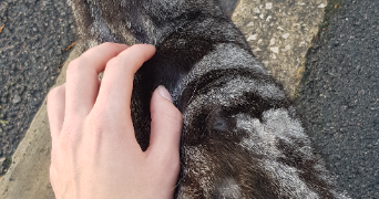 alexis pet sitter à BERCK 62600_2
