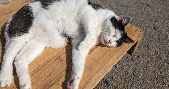 adèle pet sitter à RIVES DE L YON 85310_0