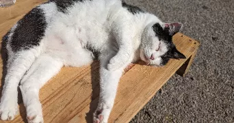 adèle pet sitter à RIVES DE L YON 85310
