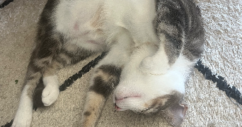 julie pet sitter à PERIGUEUX 24000_0