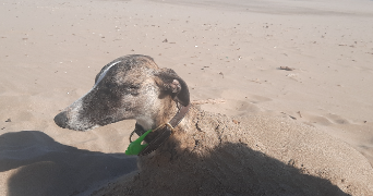 laurent pet sitter à LYON 08 69008_2