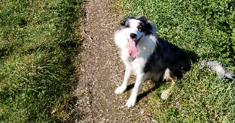 jessie pet sitter à STE REINE DE BRETAGNE 44160_0