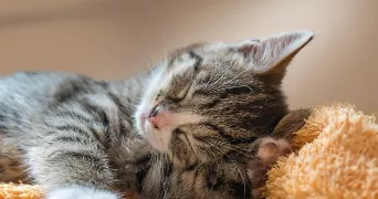 michel pet sitter à CAPENDU 11700