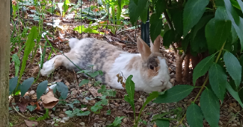 célia pet sitter à XONRUPT LONGEMER 88400_1