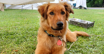 anne-marie pet sitter à Le Hinglé 22100_7