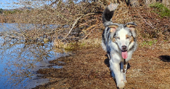 chloé pet sitter à CLERMONT FERRAND 63000_2