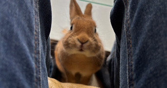 ruben pet sitter à CERGY 95000_4