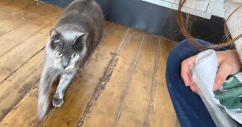 lena pet sitter à BORDEAUX 33800_3