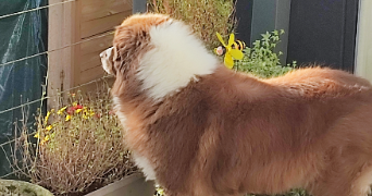 bertrand dog sitter à Achenheim 67204_10