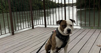 marie pet sitter à CHATEAUNEUF DE GALAURE 26330_1
