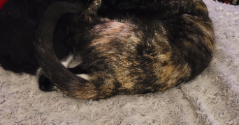 annie pet sitter à MERIGNAC 33700_1