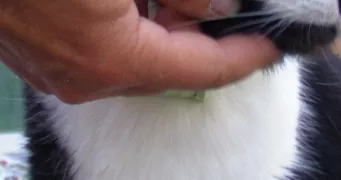 shanelys pet sitter à GRAULHET 81300