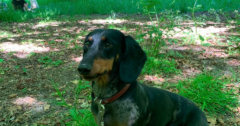 louise pet sitter à PARIS 11 75011_2