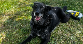 matilde pet sitter à LILLE 59000_1