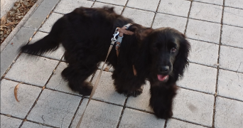 ana pet sitter à VELIZY VILLACOUBLAY 78140_1
