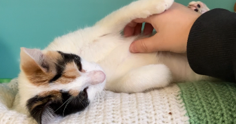 elie pet sitter à METZ 57070_5