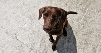 lilou pet sitter à SIN LE NOBLE 59450_9