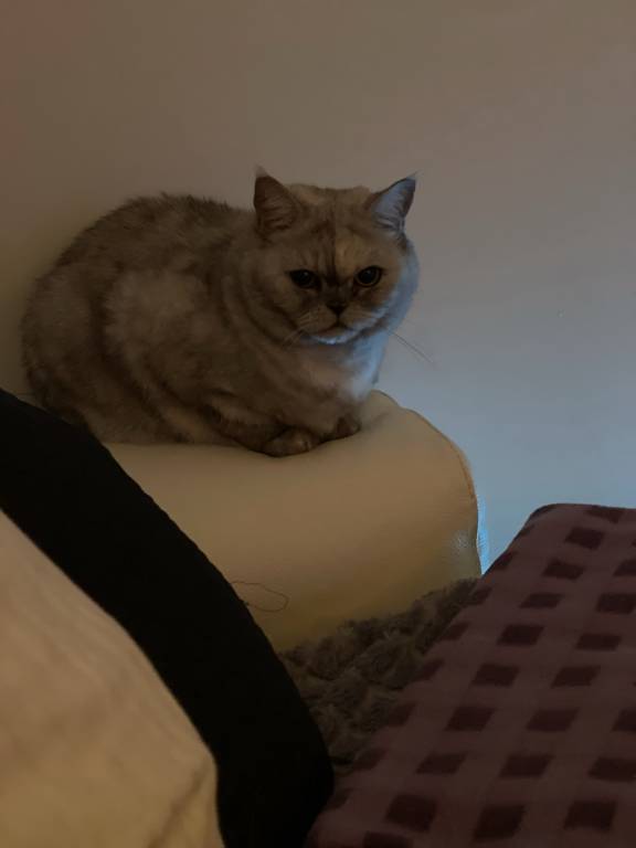 christine  cat sitter à Durningen  67270_2