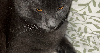 pauline pet sitter à ST ETIENNE 42100_0