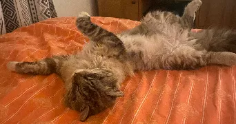 hiba pet sitter à LYON 08 69008