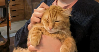 tomas pet sitter à MONTPELLIER 34000_1