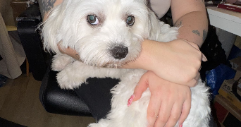 mariia pet sitter à BORDEAUX 33800_4