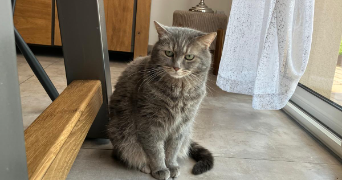 cassandra pet sitter à NOGENT LE PHAYE 28630_1