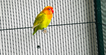 audrey pet sitter à GOUVIEUX 60270_8