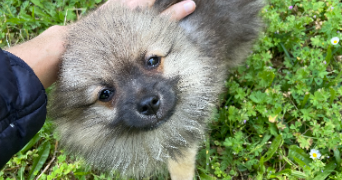 aurore pet sitter à VILLEURBANNE 69100_3