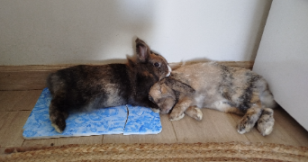 solenn pet sitter à CONFLANS STE HONORINE 78700_1